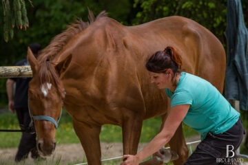 EquiSportMassage- Massage Equin