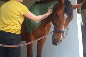 EquiSportMassage- Massage Equin